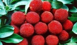 杨梅深圳最新爆料,揭秘深圳杨梅产业的崛起与挑战