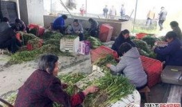 湖北潜江养虾事件爆料最新,真相与反思并行