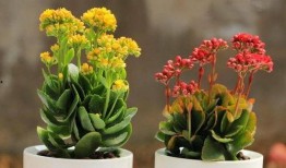 关于花季节最新爆料,揭秘最新花季热点事件与幕后故事