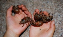 爬蚱市场价最新爆料,爬蚱市场价波动，揭秘热门品种价格走势