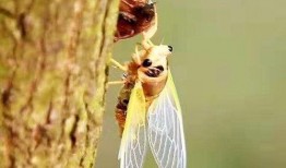 爬蚱市场价最新爆料,爬蚱市场价波动，揭秘热门品种价格走势