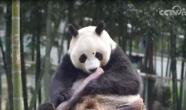 大熊猫YY最新爆料消息,揭秘神秘生活幕后故事