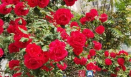 关于花季节最新爆料,揭秘最新花季热点事件与幕后故事