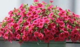 关于花季节最新爆料,揭秘最新花季热点事件与幕后故事